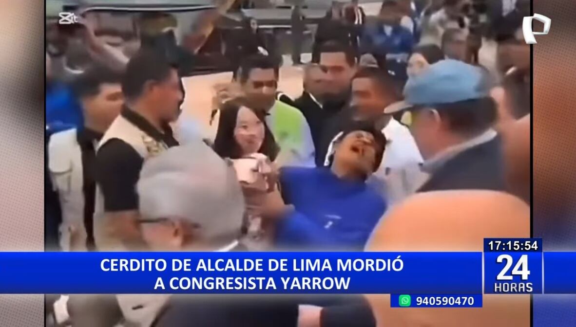 Cerdito de Rafael López Aliaga le mordío a la congresista Norma Yarrow.