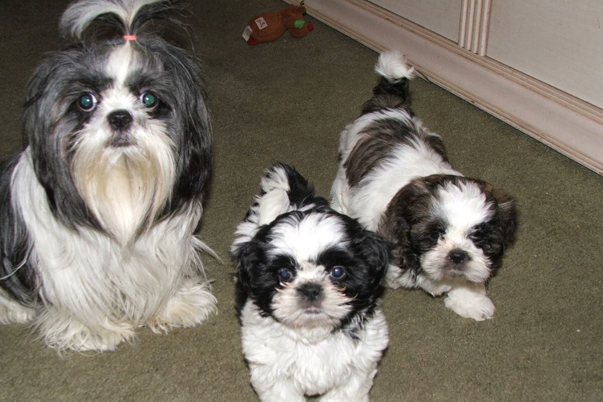 Perros de raza pequeña ventajas y desventajas (Foto: Instagram)