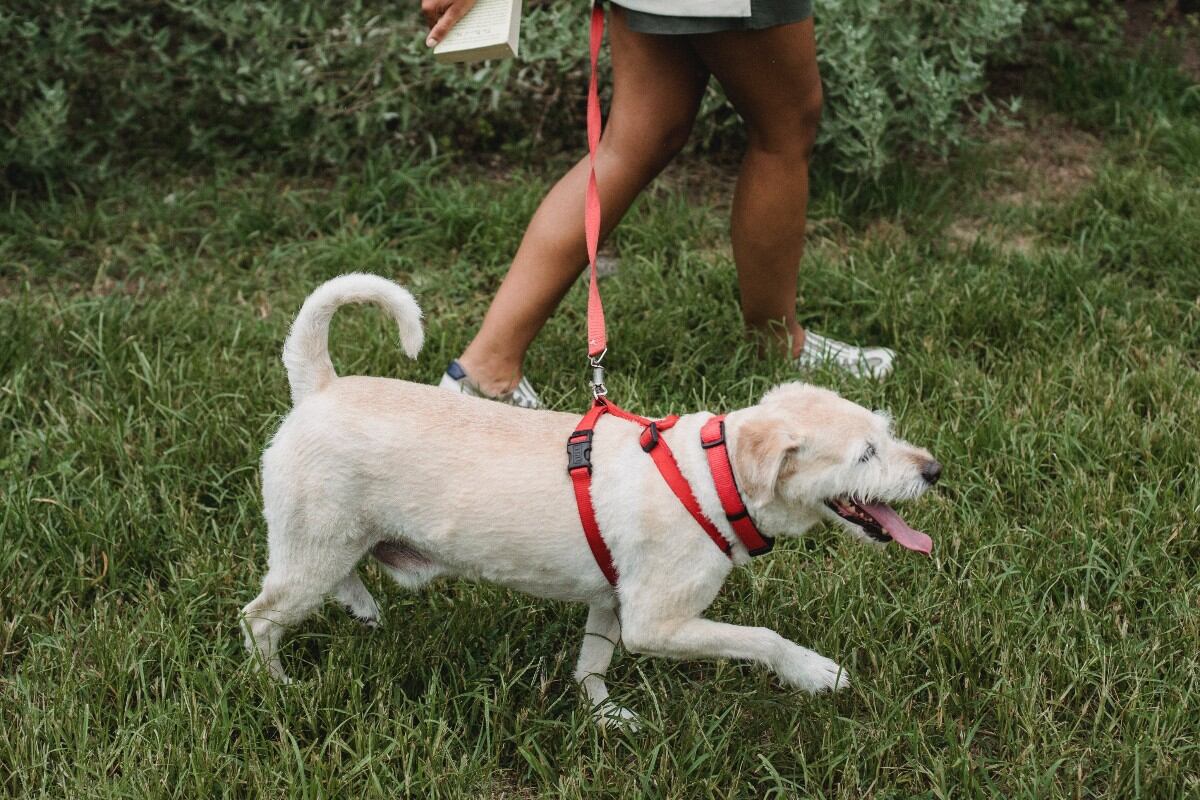 Evita interactuar con otras personas o mascotas durante el paseo. (Foto: Pexels)