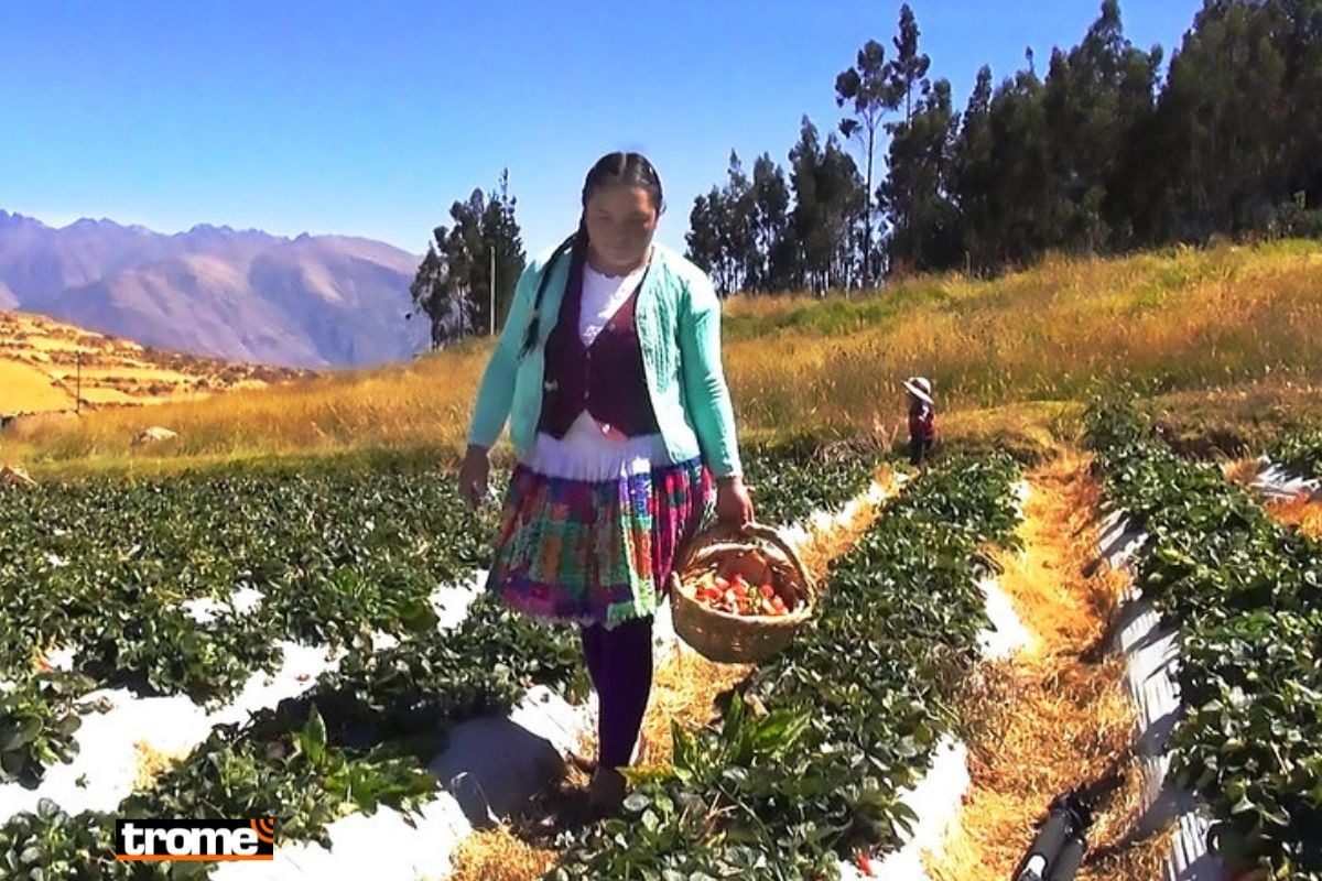 Su próxima meta es que su producción aumente a fin de llegar a otros mercados y exportar, sueño que tienen muchos productores.