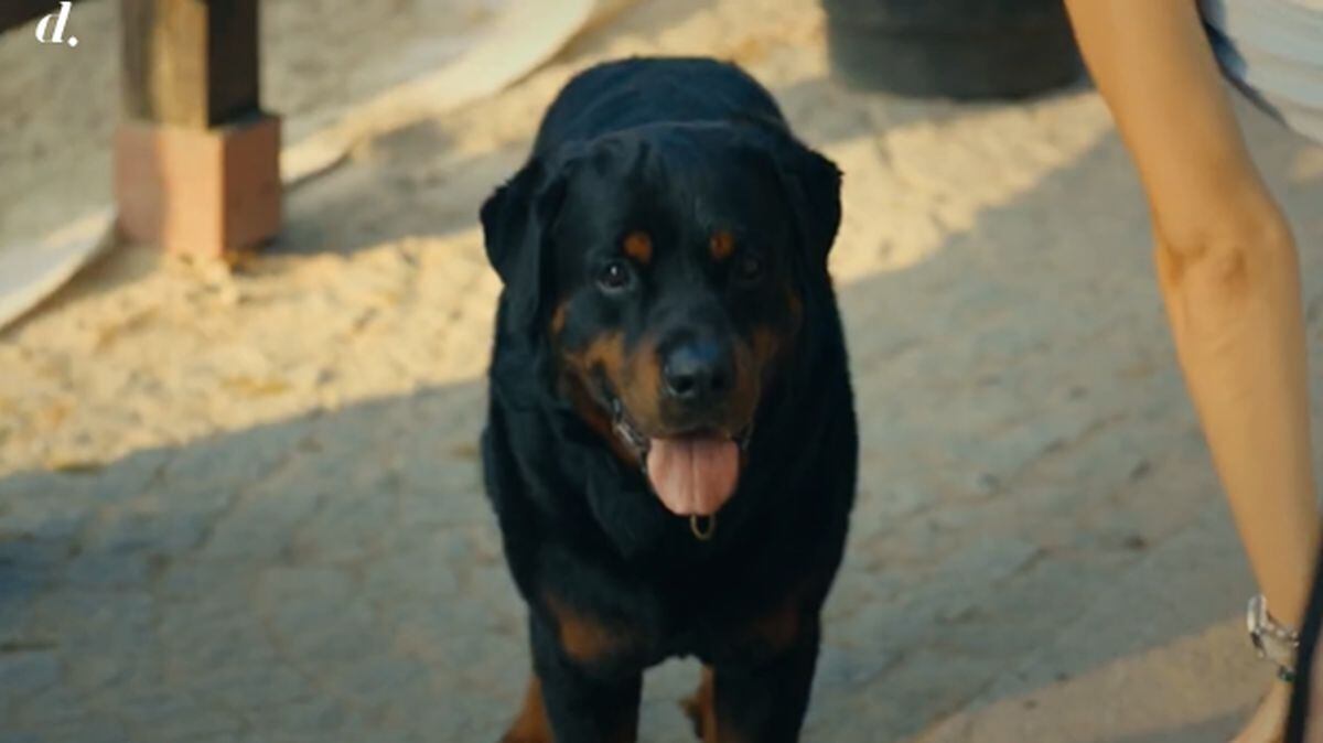 Aunque Sirio cuidaba que nadie se acerque a su dueño, tuvo una buena química con Eda. (Foto: Divinity)