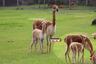 ¡Vicuñita bebé! Nace cría de vicuña en el Parque de las Leyendas y habrá concurso para elegir su nombre