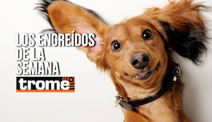 Los peludos que mandan en casa (y en el corazón) de nuestros lectores