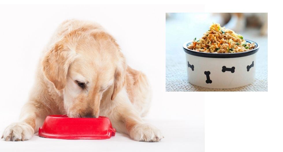 ¿Qué pasa con la salud de tu perro cuando se alimenta de comida casera?