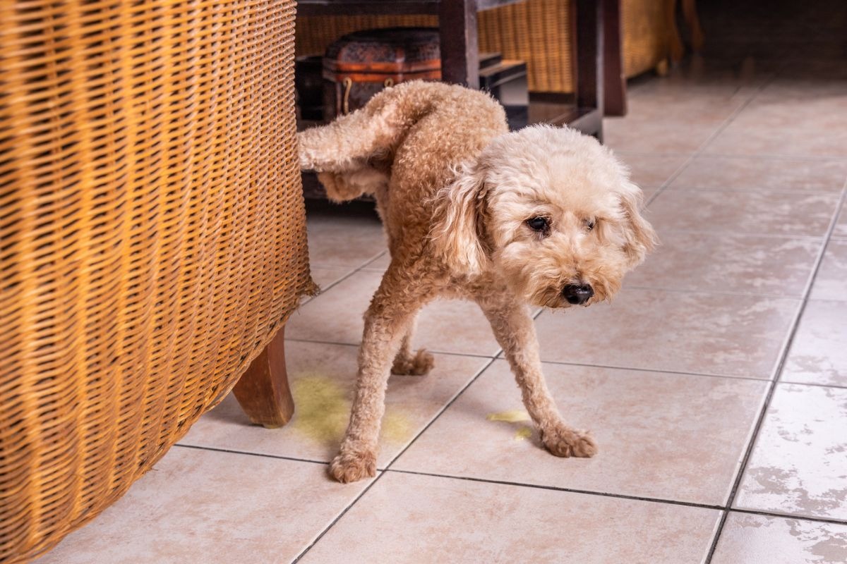 Es importante tener paciencia y darnos un tiempo para enseñarle a nuestra mascota. Foto: iStock.