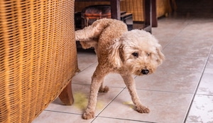 Mi perro se orina dentro de casa, ¿qué hago?