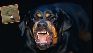 Chorrillos: Rottweiler ataca a azafata y la manda 21 días a hospital | VIDEO