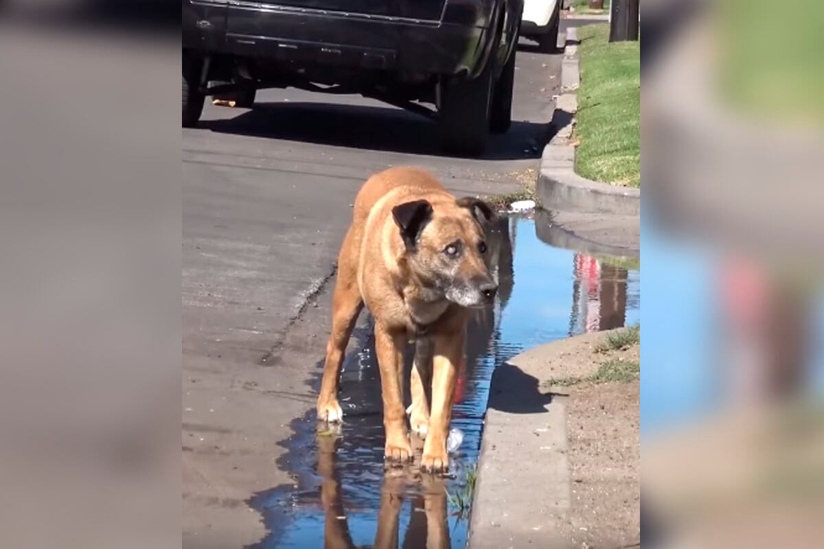 Pharaoh, un perro ciego, vivió en las calles por 10 años hasta que llegó la ayuda de Hope For Paws. | Foto: Hope For Paws