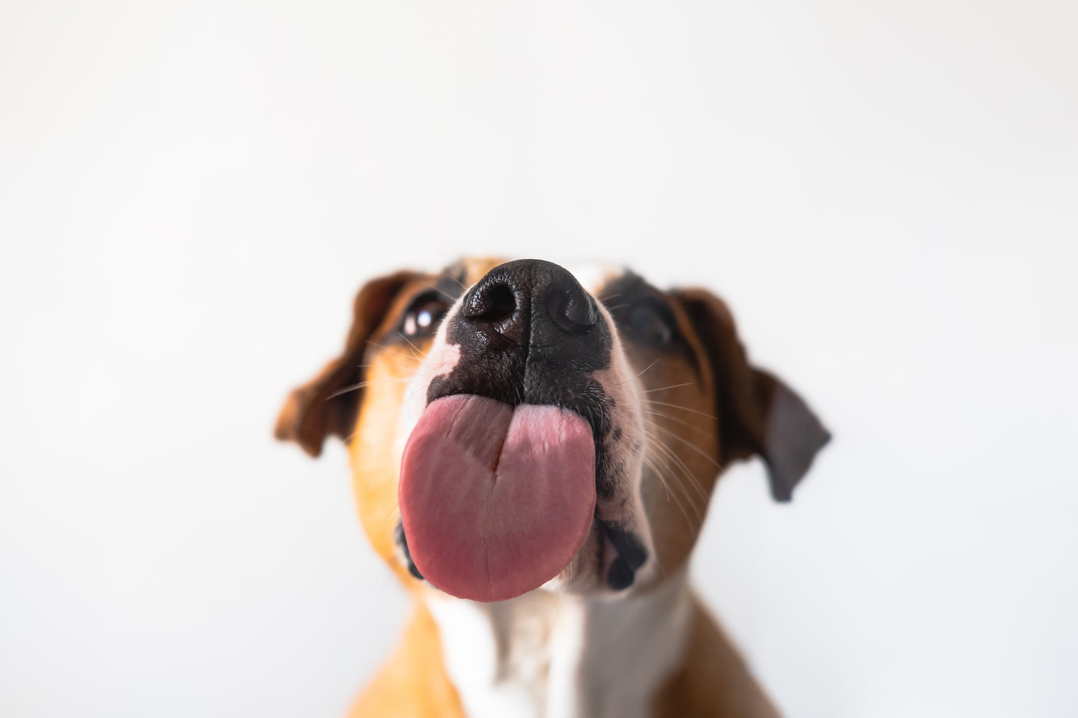Conoce más del comportamiento canino y por qué tu perro te lame. Foto: Istock