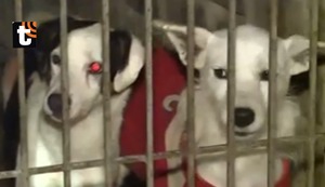 Carabayllo: delincuentes envenenan perros luego que dueña de albergue se negara a pagar extorsión