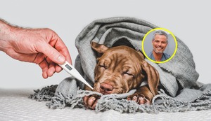 ¿Qué es la tos de las perreras y cómo prevenirla en tu perro?