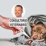 Leptospirosis en perros: cómo se contagia y por qué es peligrosa