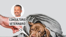 Leptospirosis en perros: cómo se contagia y por qué es peligrosa