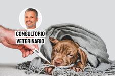Leptospirosis en perros: cómo se contagia y por qué es peligrosa