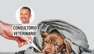 Leptospirosis en perros: cómo se contagia y por qué es peligrosa