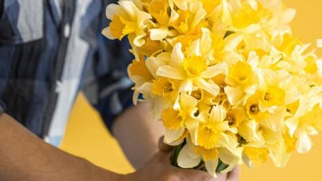 Septiembre se pinta de amarillo: las flores que conquistan corazones y comercios