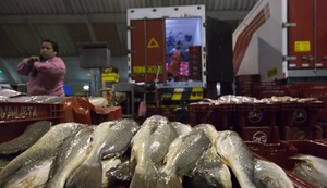 Perú destaca avances de la industria pesquera del perico con prácticas sostenibles