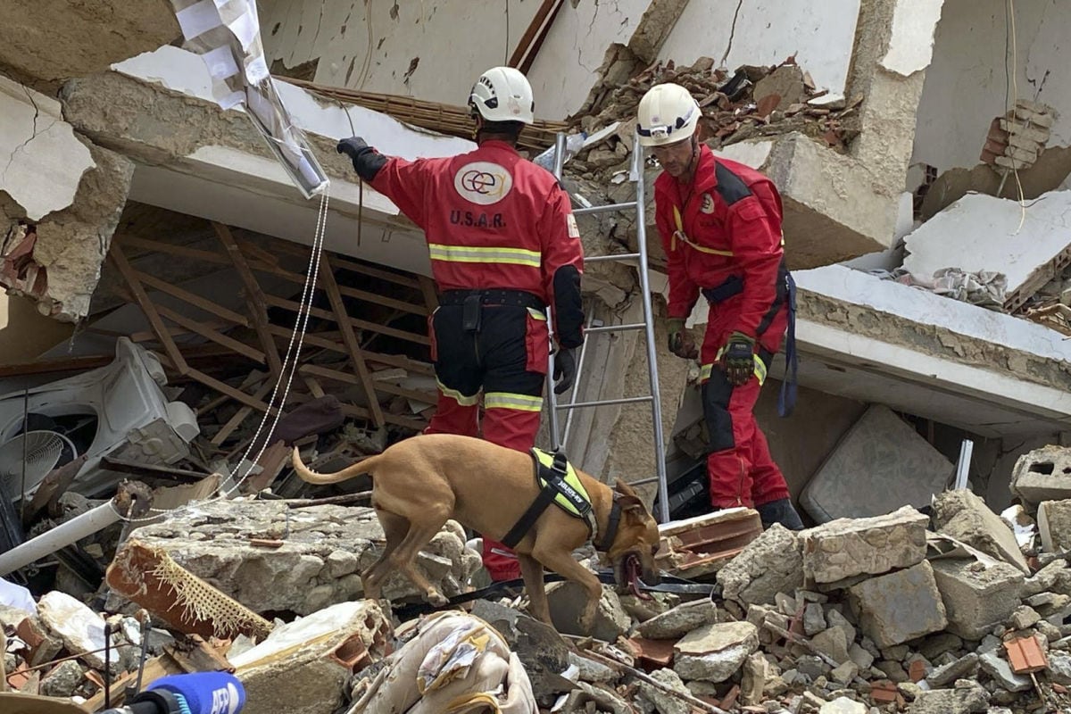 Fotografía de la perra de la Unidad Canina de los bomberos del Ayuntamiento de Alicante, Nala, que ha viajado hasta Venezuela para buscar supervivientes en la zona cero del doble terremoto, junto a su guía Rafa Arnau y un equipo de búsqueda y rescate de la asociación de voluntarios GEA. EFE/Gea
