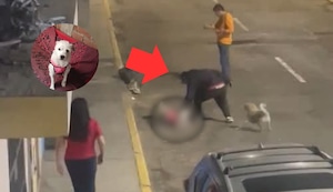 Indignación en Trujillo: Sujeto mata sin piedad a perrito al golpearlo contra el asfalto