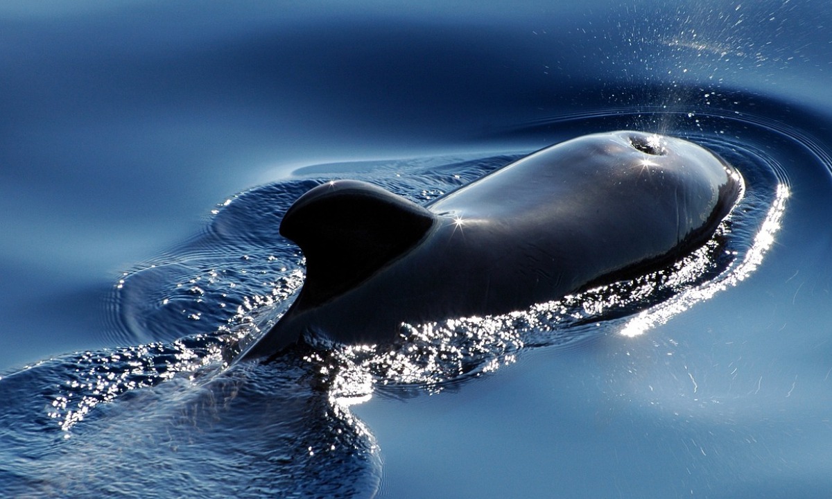 Tras unos segundos que parecieron interminables, la ballena escupió a las kayakistas de vuelta la mar. (Foto: Pixabay)
