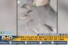 San Juan de Lurigancho: Encuentran bolsas llenas de colas de perros en estación San Carlos