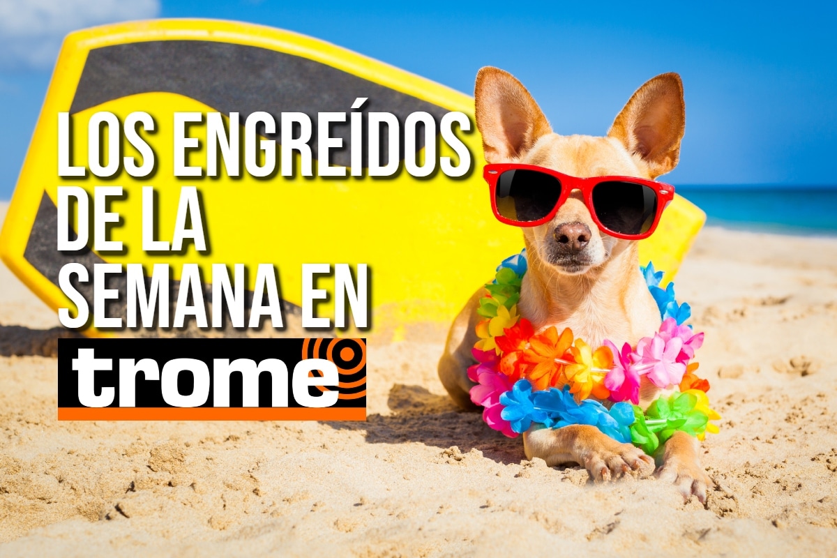 Conoce a las mascotas de nuestros lectores y entérate de cómo tu engreído también puede ser parte de esta galería. Foto: Istock.