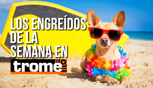 Conoce a las mascotas de nuestros lectores y entérate de cómo tu engreído también puede ser parte de esta galería. Foto: Istock.