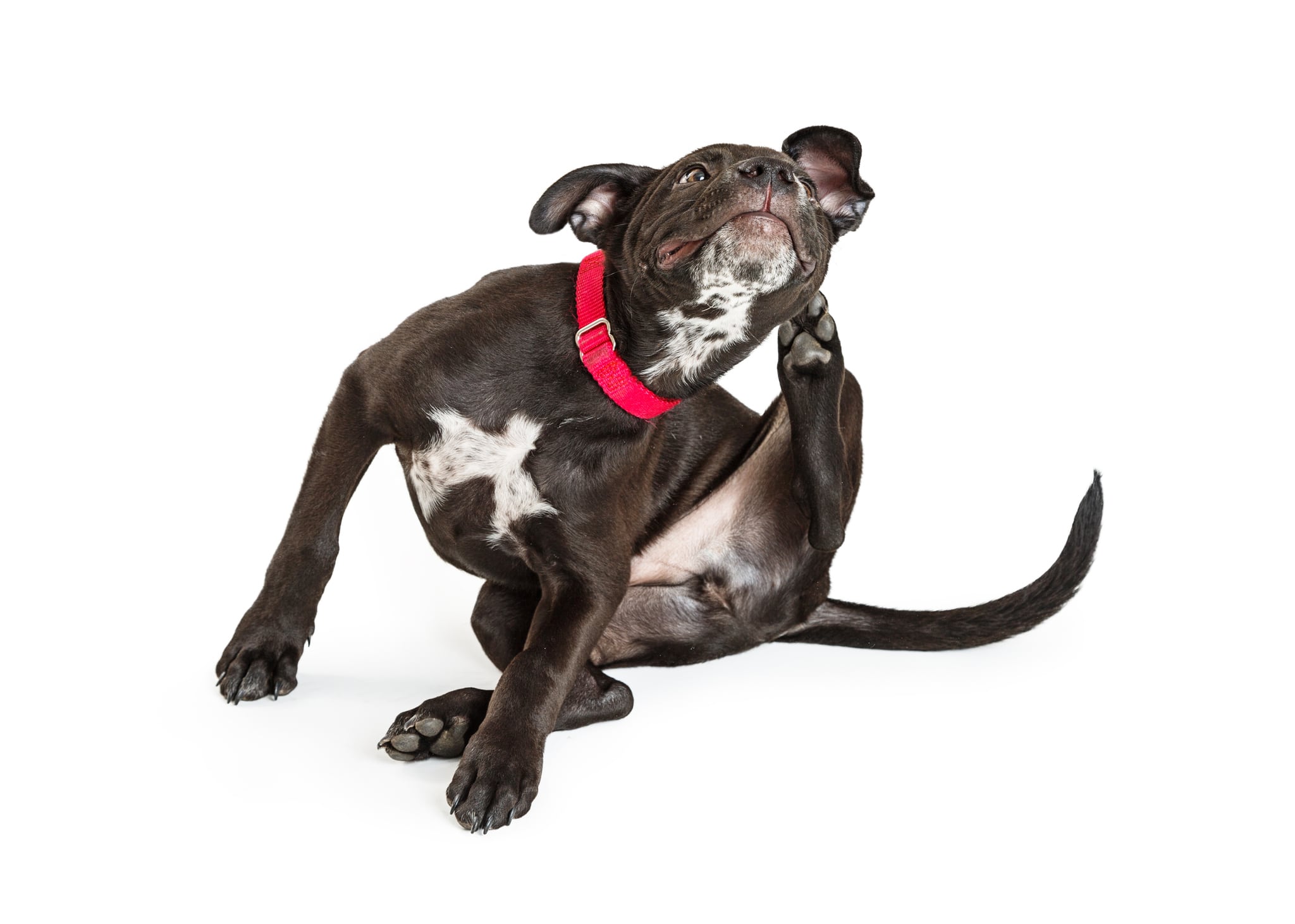 Si presenta picazón persistente, enrojecimiento, estornudos frecuentes o dificultad para respirar, llévalo al veterinario. Foto: Istock