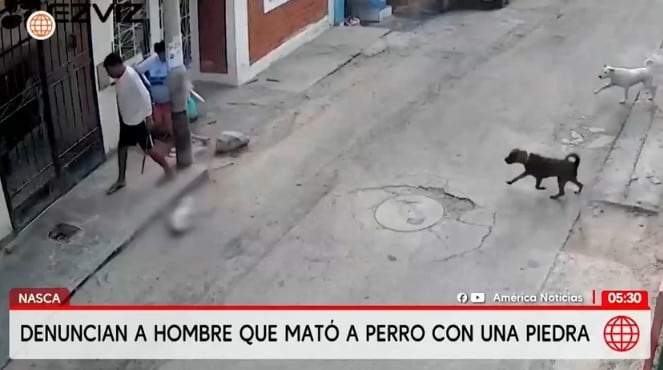 Hombre acaba con la vida de un perro al golpearlo con una piedra en la cabeza.