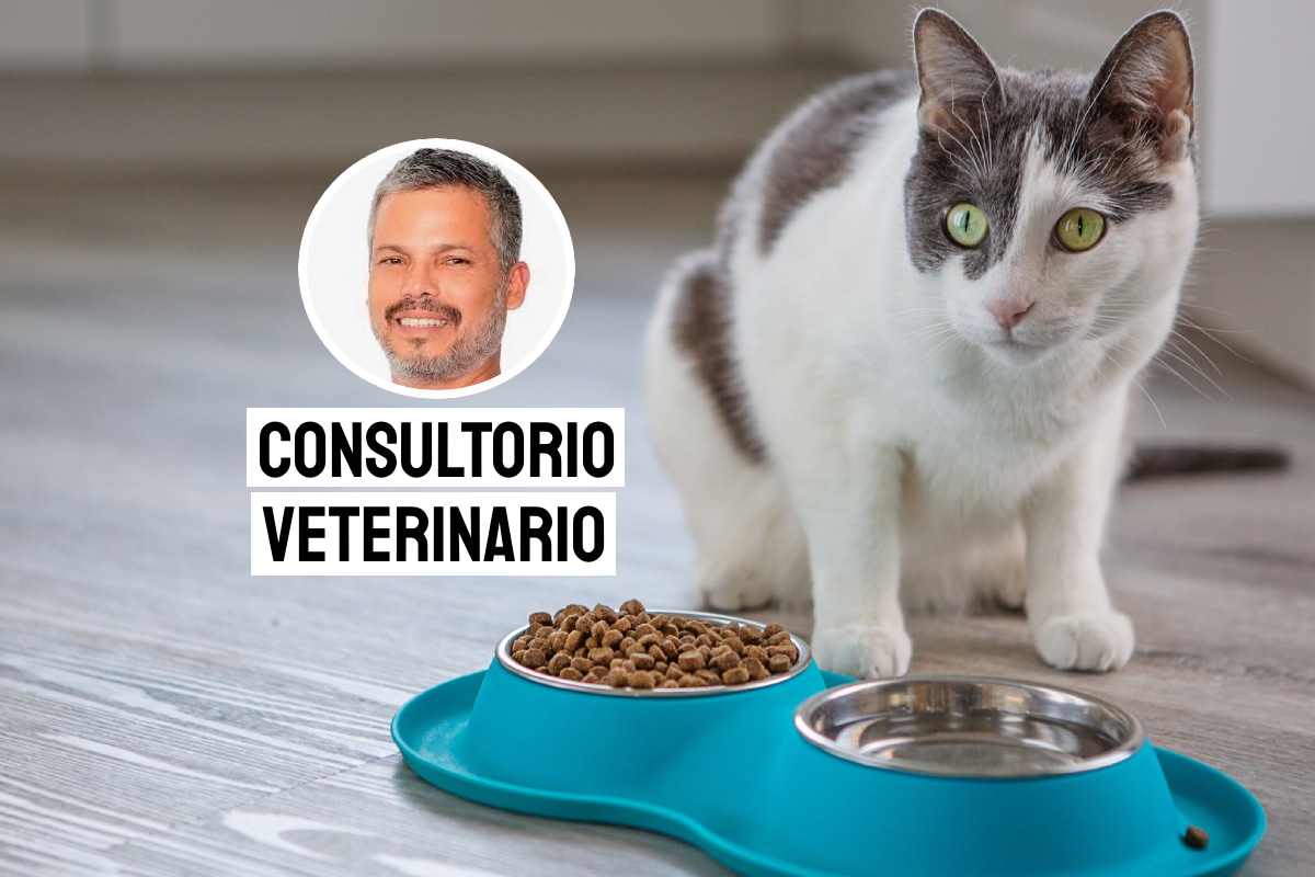 Presta atención si tu gato no quiere comer. Foto: composición/Istock