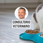 ¿Por qué los gatos dejan de comer? Las señales que no debes ignorar