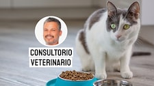 ¿Por qué los gatos dejan de comer? Las señales que no debes ignorar