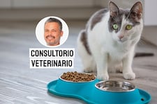 ¿Por qué los gatos dejan de comer? Las señales que no debes ignorar