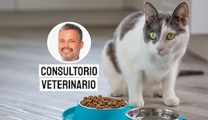 ¿Por qué los gatos dejan de comer? Las señales que no debes ignorar