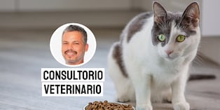 Presta atención si tu gato no quiere comer. Foto: composición/Istock