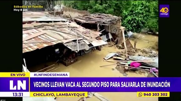 Chiclayo: Familia pone a resguardo a sus animales ante inundaciones