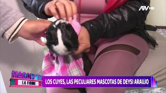 TROME - Deysi Araujo alborota El Olivar de San Isidro con sus nuevas mascotas: Conoce a sus tres cuyes