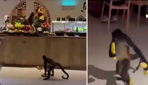 Monos entran en restaurante de hotel en Cancún y se llevan plátanos del buffet