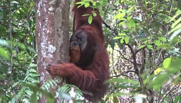 Indonesia: orangután sorprende a científicos al prepararse ungüento para curarse herida
