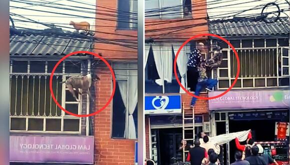 Video viral: perro queda atrapado entre cables