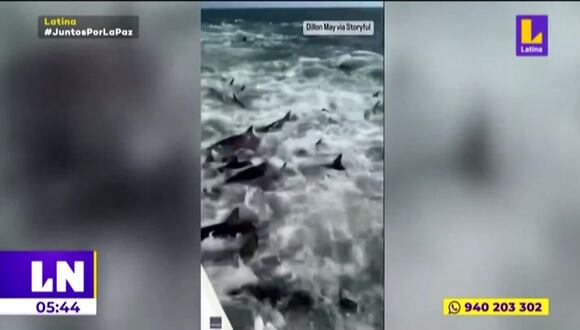 Estados Unidos: Decenas de tiburones hambrientos rodearon un barco pesquero en Louisiana