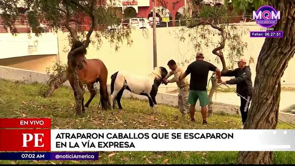 Atraparon caballos que se escaparon en la vía expresa