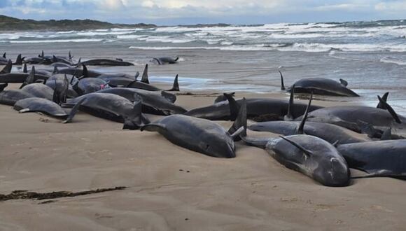 Australia: más de 150 orcas aparecen varadas en una playa
