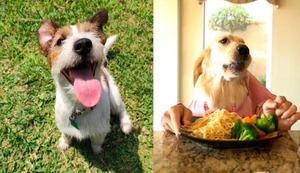 ¿Darle comida casera al perro es riesgoso? | VIDEO