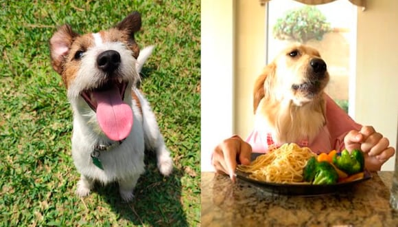 ¿Qué consecuencias genera darle comida casera a tu mascota?