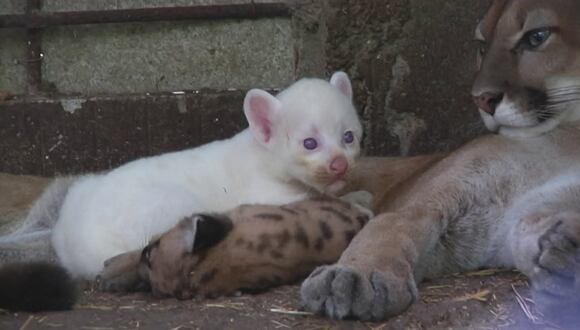 Un peculiar ejemplar de puma albino nace en zoológico de Nicaragua