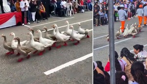 Fiestas Patrias: patos desfilan en perfecta sincronía y causan sensación en TikTok