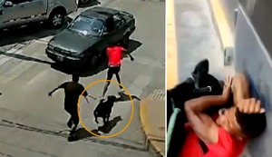 SJM: perro de la brigada canina persigue y captura a ladrón