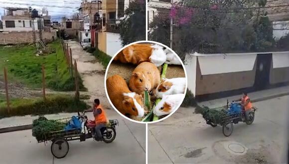 Cajamarca: Vendedor de alfalfa reproduce sonido del cuy para ofrecer su producto
