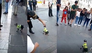 Centro Histórico de Lima: ¡ENCANTADOR! Perrito vestido de policía en Jirón de la Unión se hace viral | VIDEO